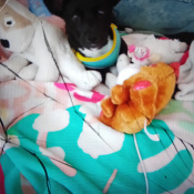 Bella Nugget LocoPoco, a White, Black Corgi Dog