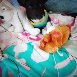 {petName}, a White, Black Corgi Dog